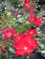 Preview: Rose Alexander von Humboldt  2